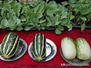 章丘四中吃瓜,揭秘校园风云背后的真相