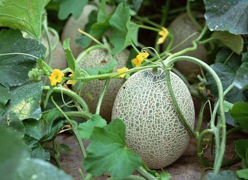 吃哈密瓜解酒嘛,天然饮品助您轻松解酒