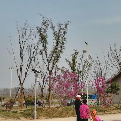 苏州春游网红地点,探寻江南水乡的浪漫春韵