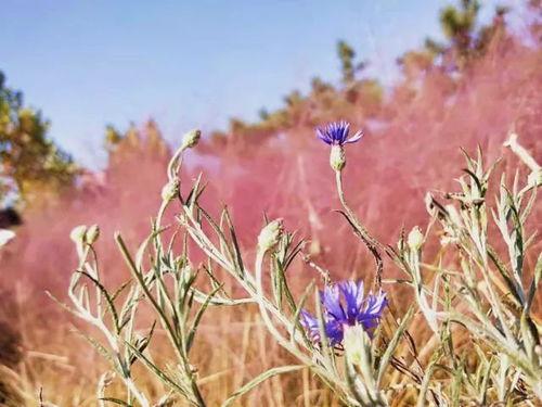 网红草美句,绿意盎然，诗意盎然的美景奇观